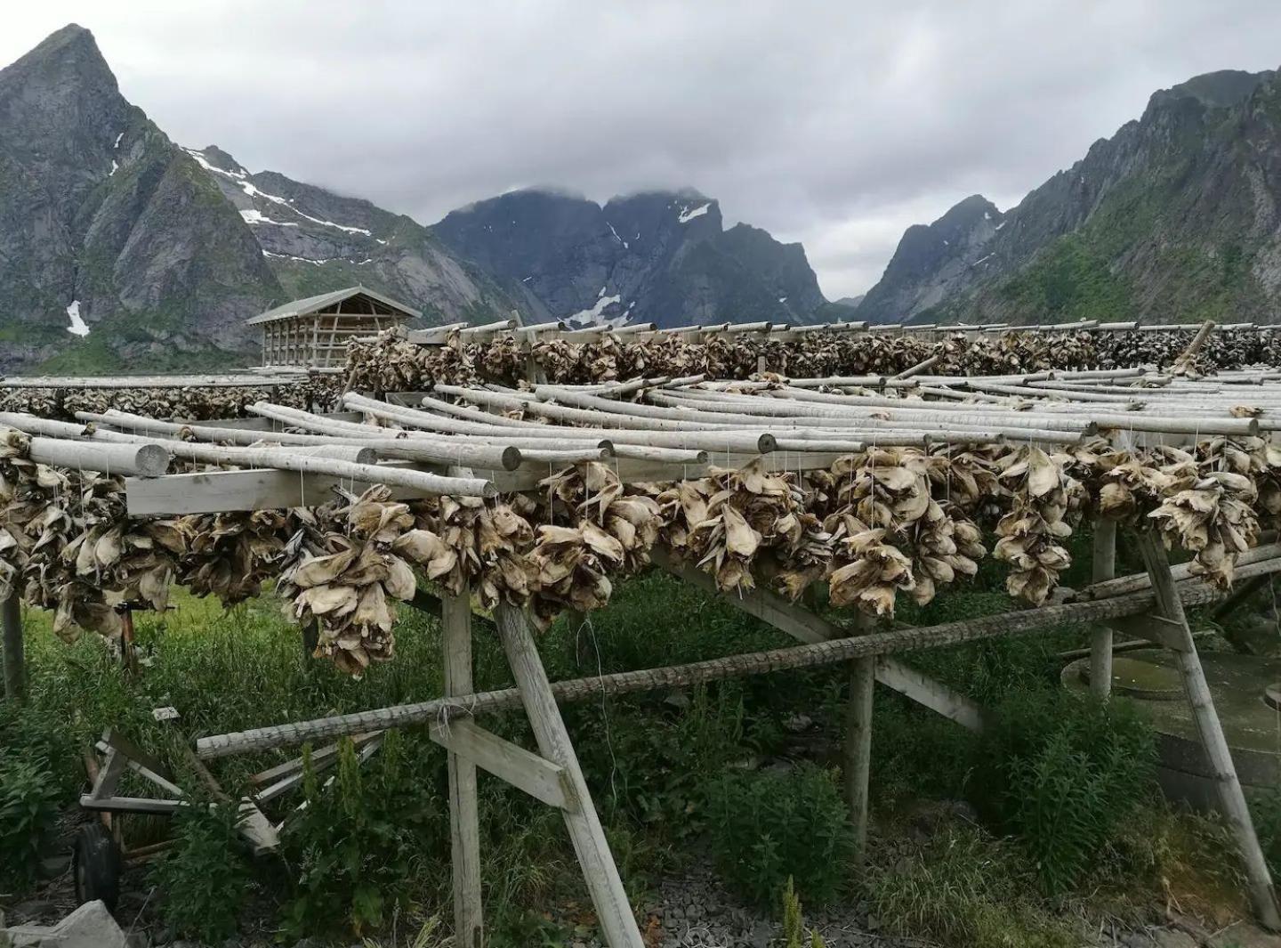 Lofoten Panoramic Luxury Home With Sauna Moskenes Dış mekan fotoğraf